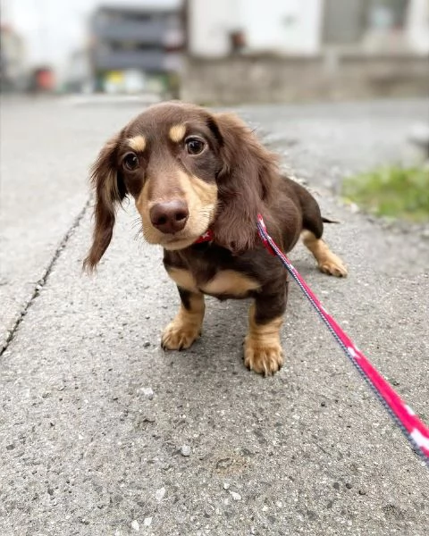 Serio allevamento di BASSOTTI attualmente dispone di cuccioli pelo corto e pelo lungo maschi e femmi | Foto 1