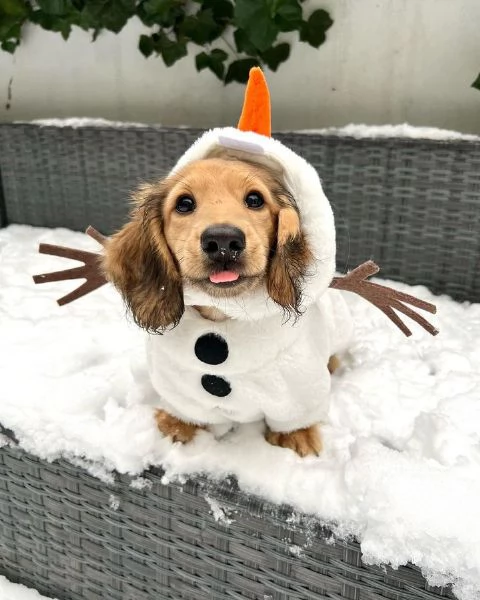 BASSOTTI attualmente dispone di cuccioli pelo corto e pelo lungo maschi e femmine  | Foto 3