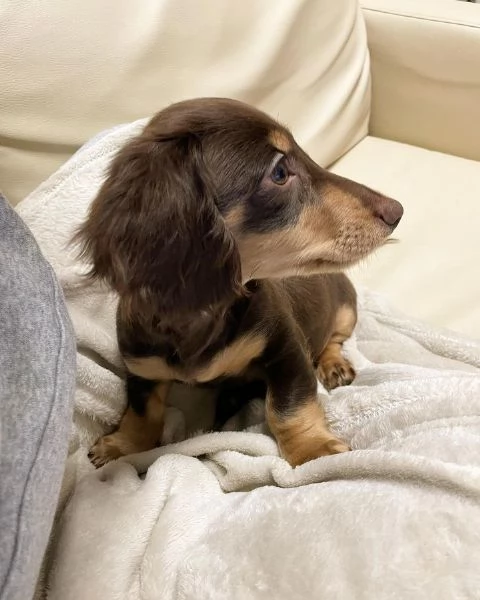 BASSOTTI attualmente dispone di cuccioli pelo corto e pelo lungo maschi e femmine  | Foto 2