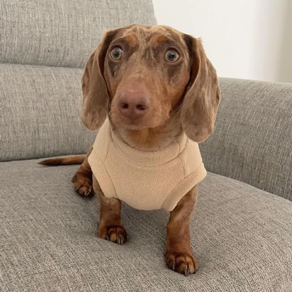 BASSOTTI attualmente dispone di cuccioli pelo corto e pelo lungo maschi e femmine  | Foto 4