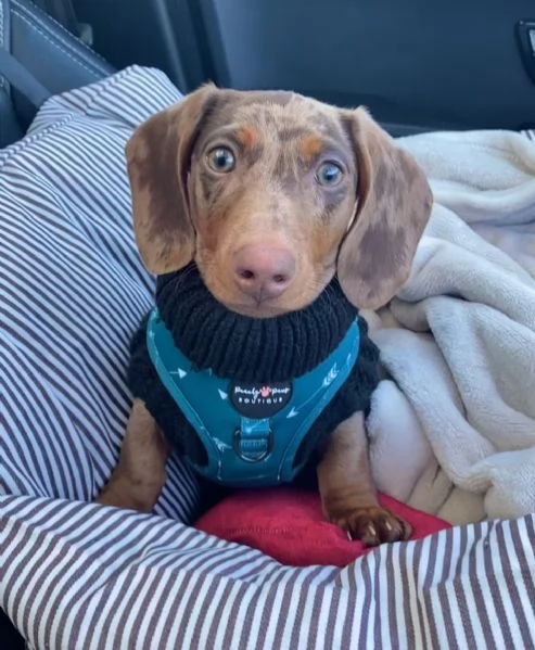 BASSOTTI attualmente dispone di cuccioli pelo corto e pelo lungo maschi e femmine  | Foto 0