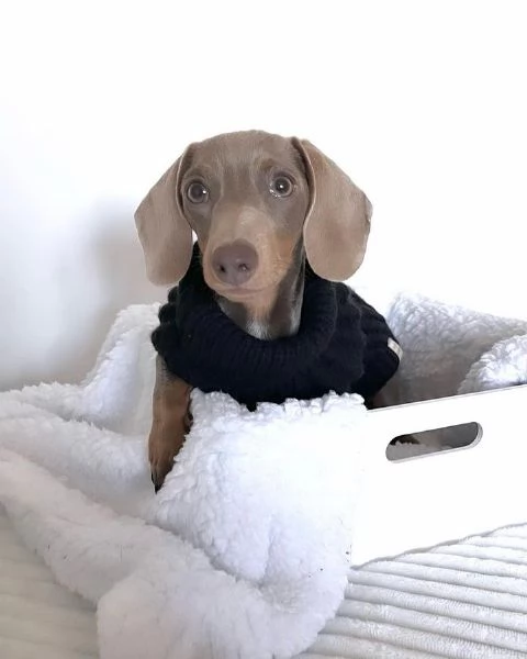 BASSOTTI attualmente dispone di cuccioli pelo corto e pelo lungo maschi e femmine 