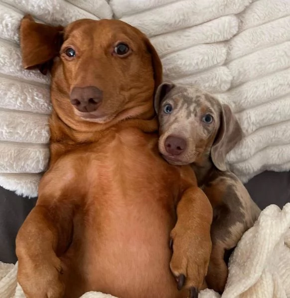 BASSOTTI attualmente dispone di cuccioli pelo corto e pelo lungo maschi e femmine  | Foto 3