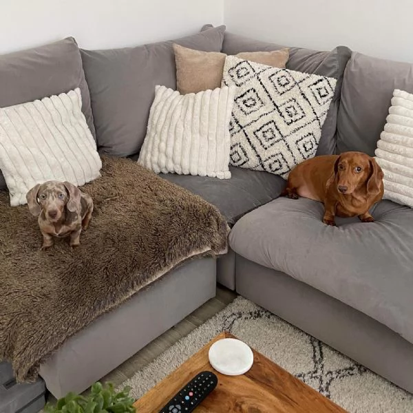 BASSOTTI attualmente dispone di cuccioli pelo corto e pelo lungo maschi e femmine  | Foto 2