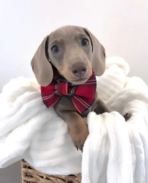 BASSOTTI attualmente dispone di cuccioli pelo corto e pelo lungo maschi e femmine | Foto 4