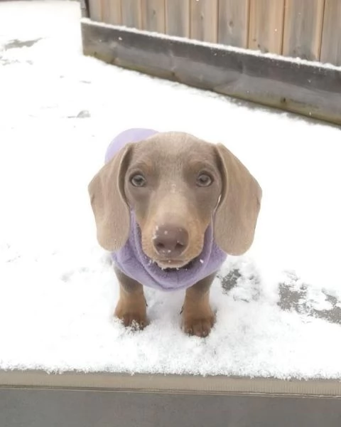 BASSOTTI attualmente dispone di cuccioli pelo corto e pelo lungo maschi e femmine | Foto 3
