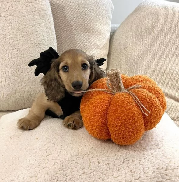 BASSOTTI attualmente dispone di cuccioli pelo corto e pelo lungo maschi e femmine | Foto 2