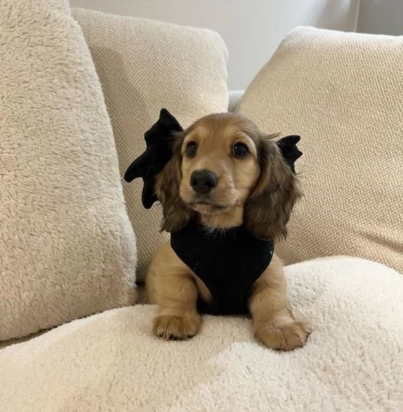 BASSOTTI attualmente dispone di cuccioli pelo corto e pelo lungo maschi e femmine | Foto 1