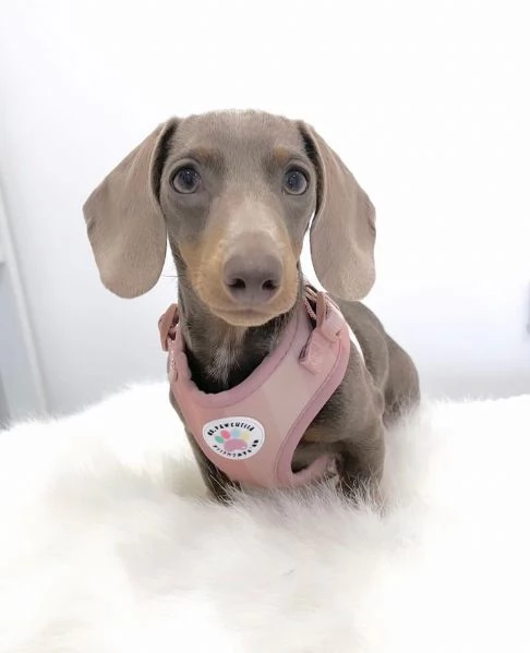 BASSOTTI attualmente dispone di cuccioli pelo corto e pelo lungo maschi e femmine | Foto 0