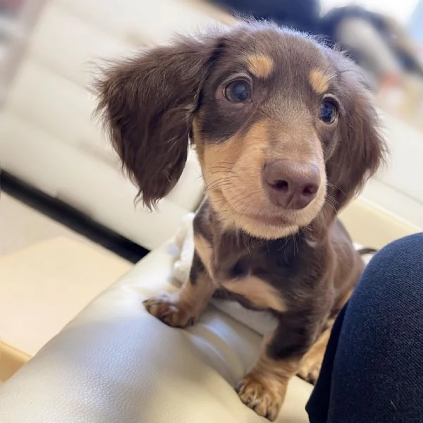 BASSOTTI attualmente dispone di cuccioli pelo corto e pelo lungo maschi e femmine | Foto 5