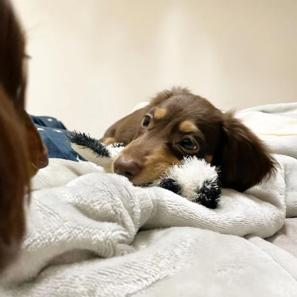 BASSOTTI attualmente dispone di cuccioli pelo corto e pelo lungo maschi e femmine | Foto 4