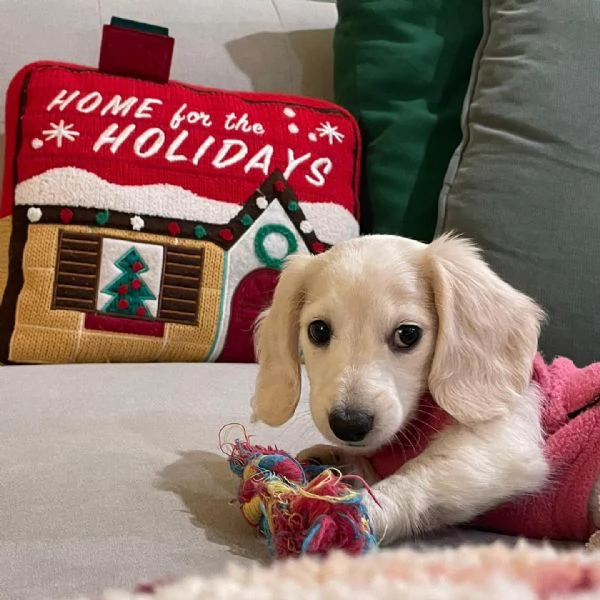 BASSOTTI attualmente dispone di cuccioli pelo corto e pelo lungo maschi e femmine