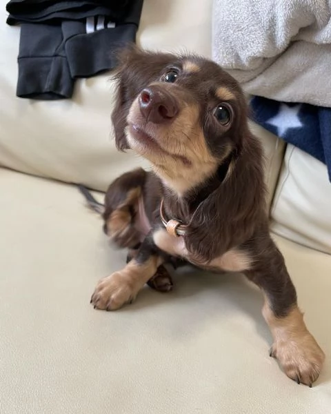 BASSOTTI attualmente dispone di cuccioli pelo corto e pelo lungo maschi e femmine | Foto 0