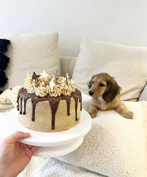 Serio allevamento di BASSOTTI attualmente dispone di cuccioli pelo corto e pelo lungo maschi e femmi | Foto 6