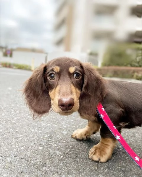 Serio allevamento di BASSOTTI attualmente dispone di cuccioli pelo corto e pelo lungo maschi e femmi | Foto 5