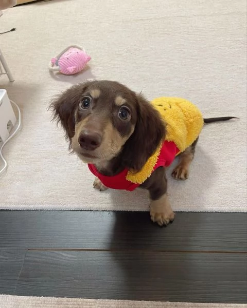 Serio allevamento di BASSOTTI attualmente dispone di cuccioli pelo corto e pelo lungo maschi e femmi