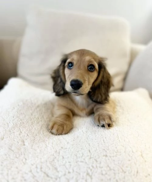 Serio allevamento di BASSOTTI attualmente dispone di cuccioli pelo corto e pelo lungo maschi e femmi | Foto 1