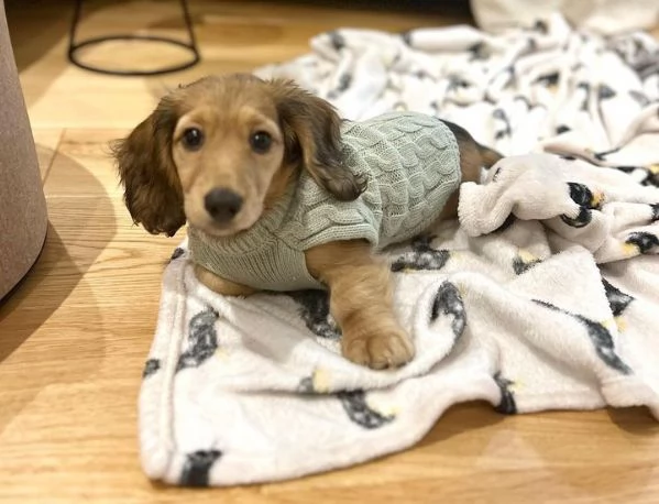 Serio allevamento di BASSOTTI attualmente dispone di cuccioli pelo corto e pelo lungo maschi e femmi | Foto 0