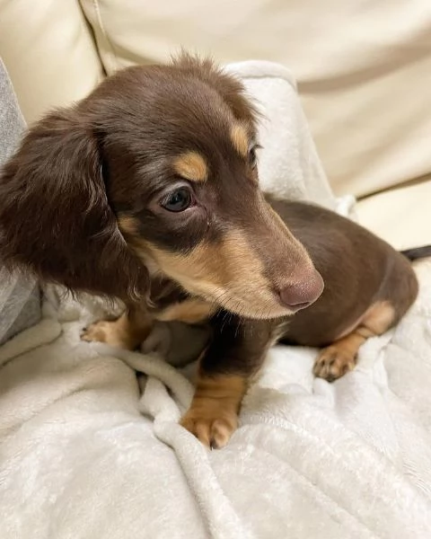 Serio allevamento di BASSOTTI attualmente dispone di cuccioli pelo corto e pelo lungo maschi e femmi | Foto 1