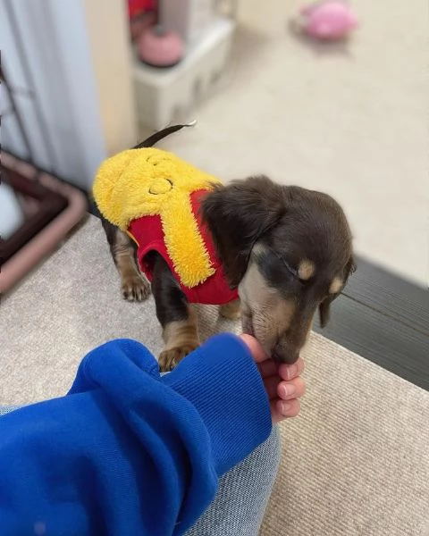 Serio allevamento di BASSOTTI attualmente dispone di cuccioli pelo corto e pelo lungo maschi e femmi