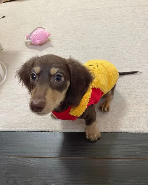 Serio allevamento di BASSOTTI attualmente dispone di cuccioli pelo corto e pelo lungo maschi e femmi | Foto 1