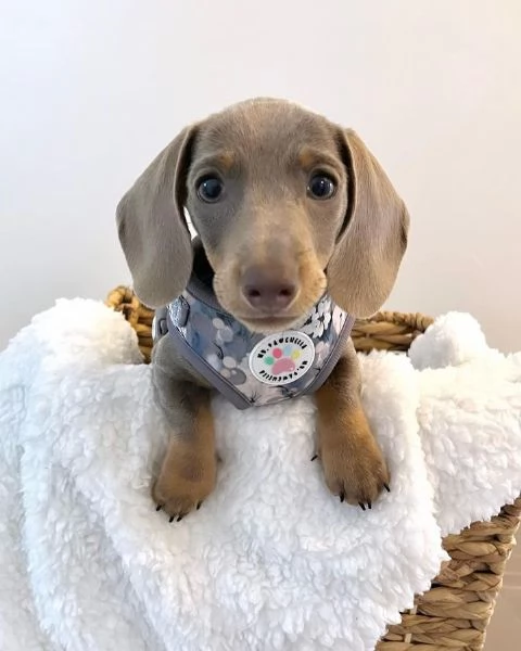 Serio allevamento di BASSOTTI attualmente dispone di cuccioli pelo corto e pelo lungo maschi e femmi | Foto 0