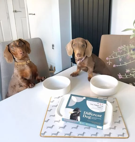 Serio allevamento di BASSOTTI attualmente dispone di cuccioli pelo corto e pelo lungo maschi e femmi | Foto 0