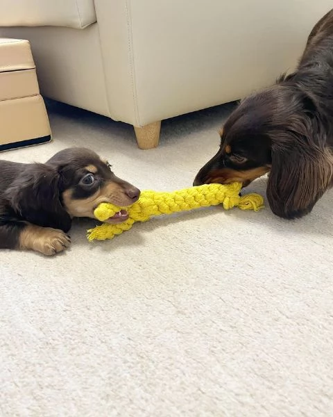 Serio allevamento di BASSOTTI attualmente dispone di cuccioli pelo corto e pelo lungo maschi e femmi | Foto 1