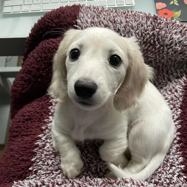 BASSOTTI attualmente dispone di cuccioli pelo corto e pelo lungo maschi e femmine  | Foto 1