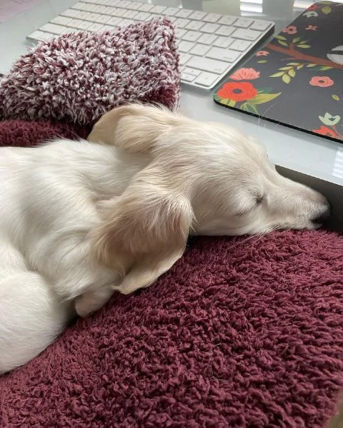 BASSOTTI attualmente dispone di cuccioli pelo corto e pelo lungo maschi e femmine 