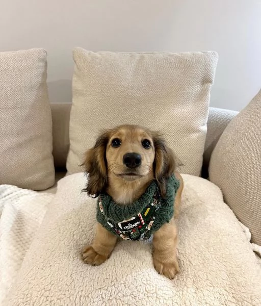 BASSOTTI attualmente dispone di cuccioli pelo corto e pelo lungo maschi e femmine  | Foto 2