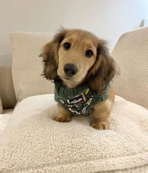 Serio allevamento di BASSOTTI attualmente dispone di cuccioli pelo corto e pelo lungo maschi e femmi | Foto 1