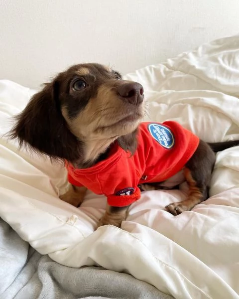 Serio allevamento di BASSOTTI attualmente dispone di cuccioli pelo corto e pelo lungo maschi e femmi