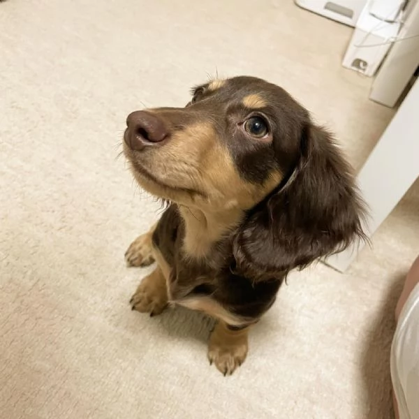 Serio allevamento di BASSOTTI attualmente dispone di cuccioli pelo corto e pelo lungo maschi e femmi | Foto 0