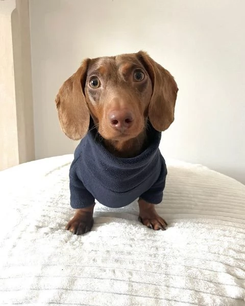 Serio allevamento di BASSOTTI attualmente dispone di cuccioli pelo corto e pelo lungo maschi e femmi | Foto 2