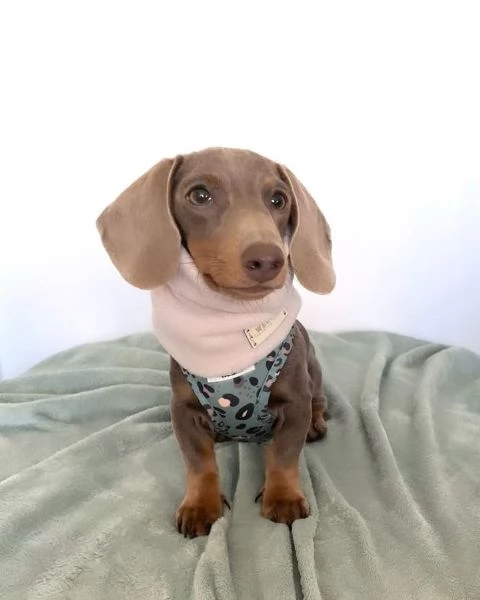 Serio allevamento di BASSOTTI attualmente dispone di cuccioli pelo corto e pelo lungo maschi e femmi | Foto 1