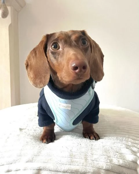 Serio allevamento di BASSOTTI attualmente dispone di cuccioli pelo corto e pelo lungo maschi e femmi | Foto 0