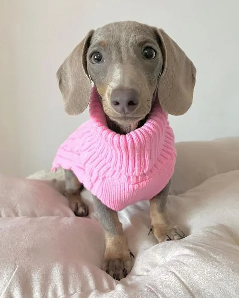 Serio allevamento di BASSOTTI attualmente dispone di cuccioli pelo corto e pelo lungo maschi e femmi