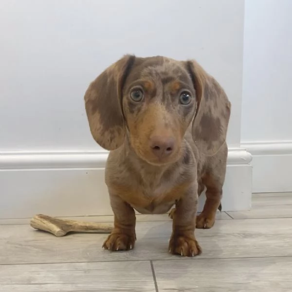 BASSOTTI attualmente dispone di cuccioli pelo corto e pelo lungo maschi e femmine  | Foto 1