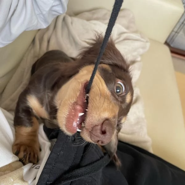 BASSOTTI attualmente dispone di cuccioli pelo corto e pelo lungo maschi e femmine  | Foto 0