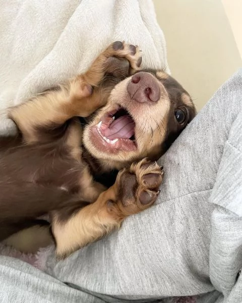 BASSOTTI attualmente dispone di cuccioli pelo corto e pelo lungo maschi e femmine  | Foto 0