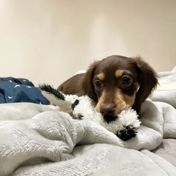   BASSOTTI attualmente dispone di cuccioli pelo corto e pelo lungo maschi e femmi