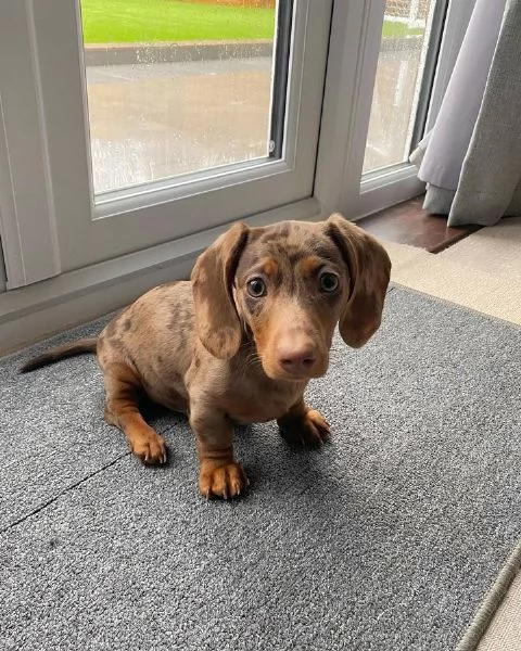   BASSOTTI attualmente dispone di cuccioli pelo corto e pelo lungo maschi e femmi | Foto 2