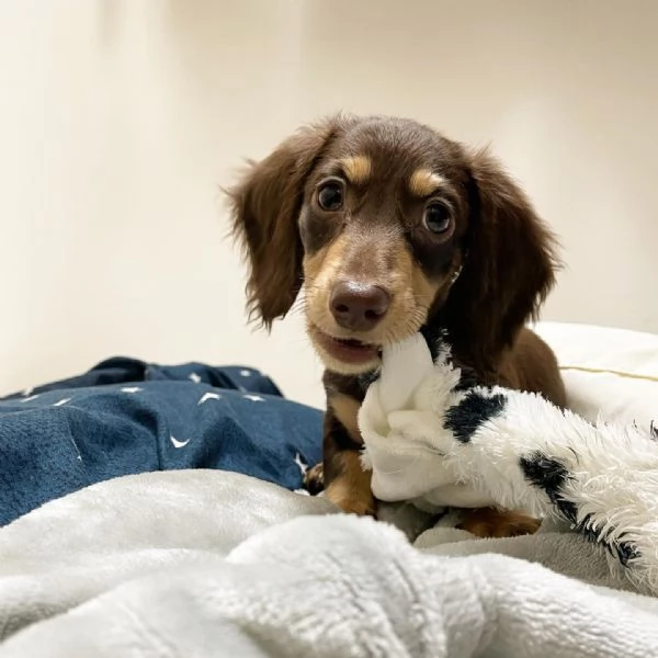   BASSOTTI attualmente dispone di cuccioli pelo corto e pelo lungo maschi e femmi | Foto 1