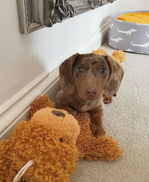   BASSOTTI attualmente dispone di cuccioli pelo corto e pelo lungo maschi e femmi | Foto 0