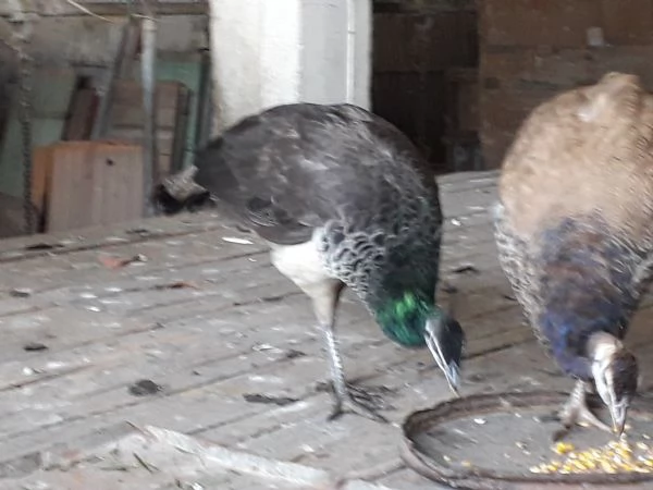 Pavoni blu comuni  | Foto 1