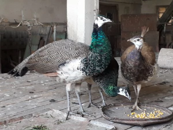 Pavoni blu comuni  | Foto 0