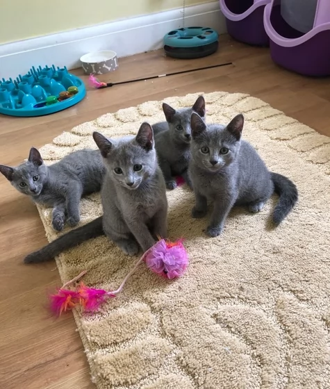 Blue di Russia affettuoso e socievole