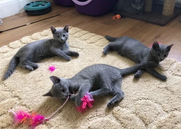 Blue di Russia affettuoso e socievole | Foto 0