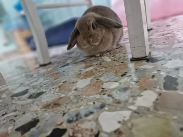 Regalo Coniglio mini lop femmina